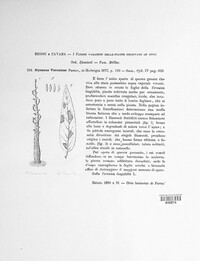Ramularia veronicicola image